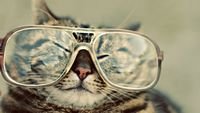 pic for Serious Cat In Glasses 